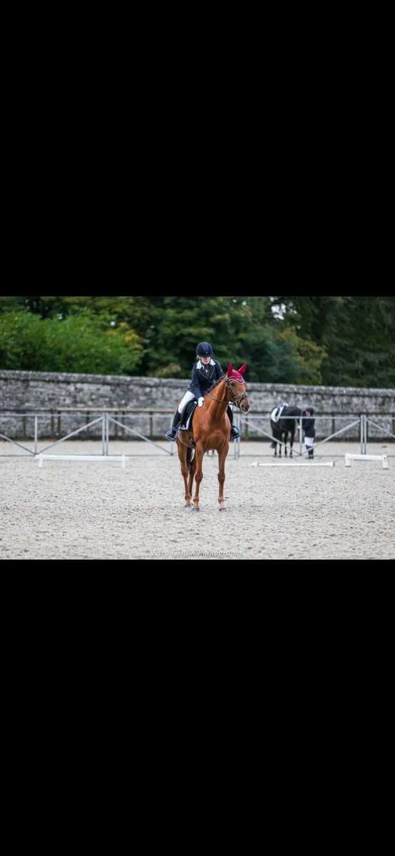 Alrounder gelding - Image 1