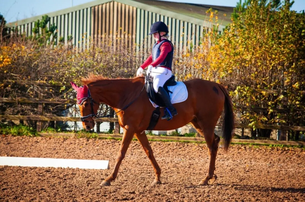 Alrounder gelding - Image 2