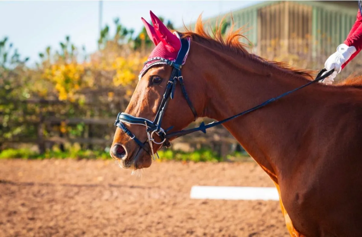Alrounder gelding - Image 3