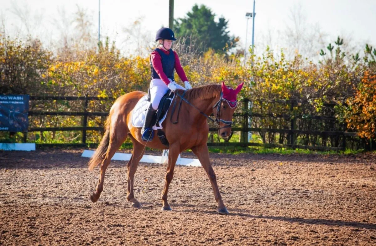 Alrounder gelding - Image 4