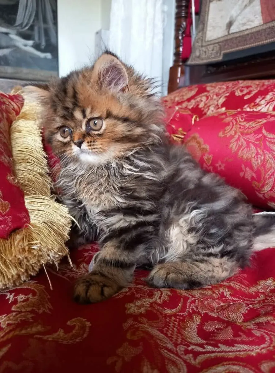 FEMALE Persian KITTEN - Image 1