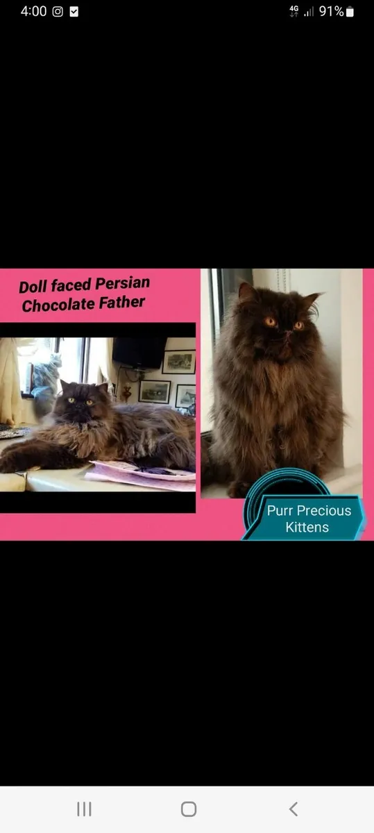 FEMALE Persian KITTEN - Image 3