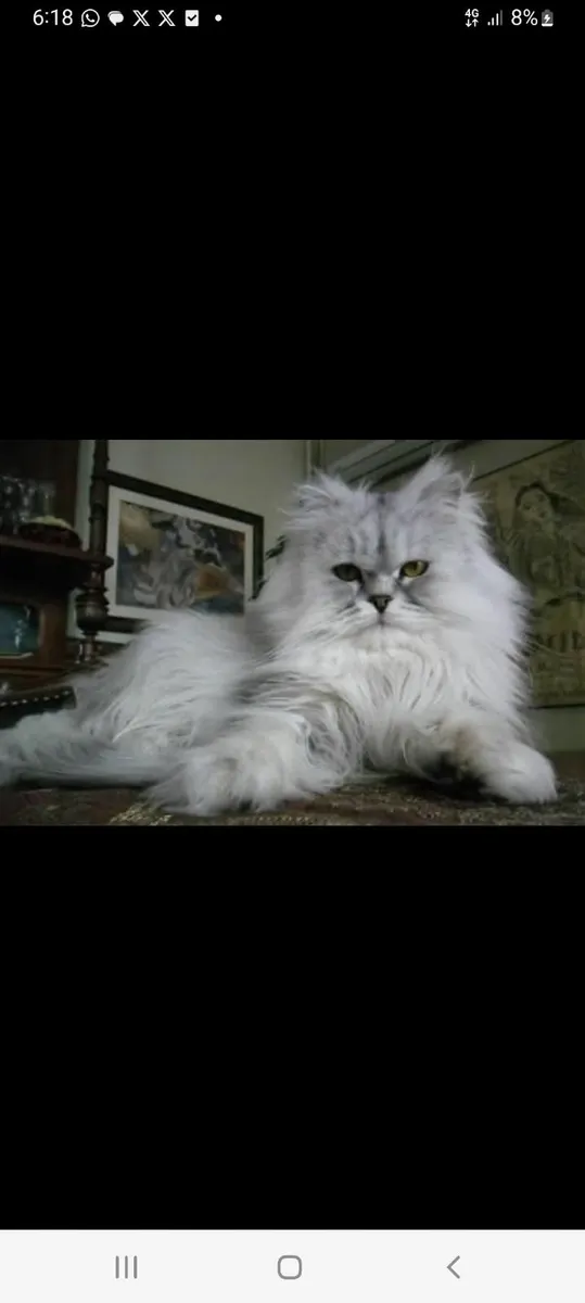 FEMALE Persian KITTEN - Image 4