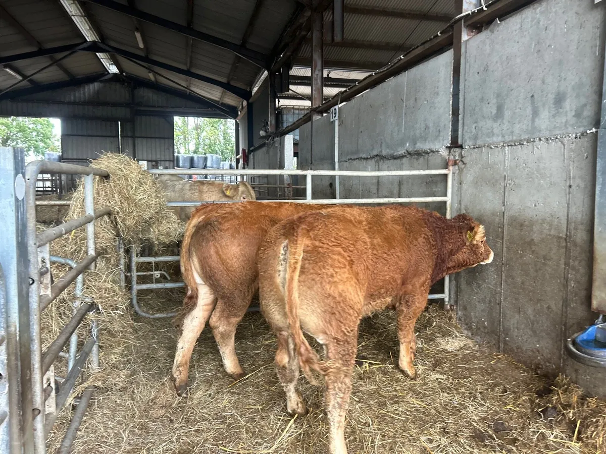 2 super 5 star limousin purebred bulls - Image 1