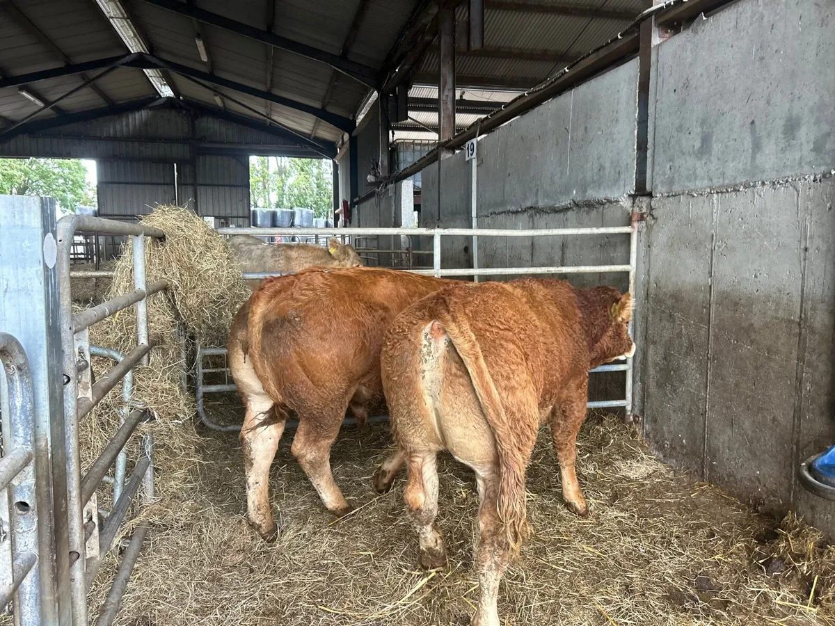 2 super 5 star limousin purebred bulls - Image 2