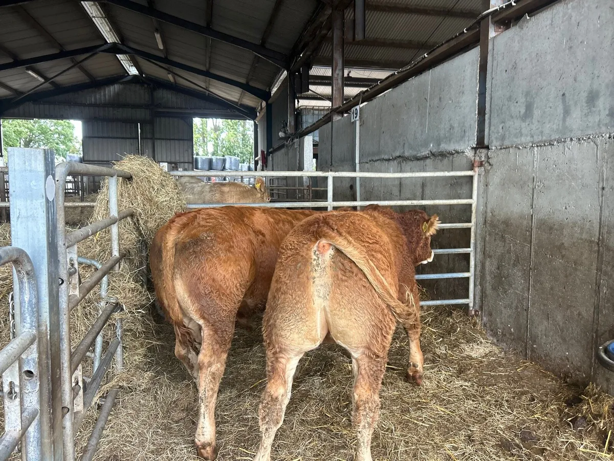 2 super 5 star limousin purebred bulls - Image 3