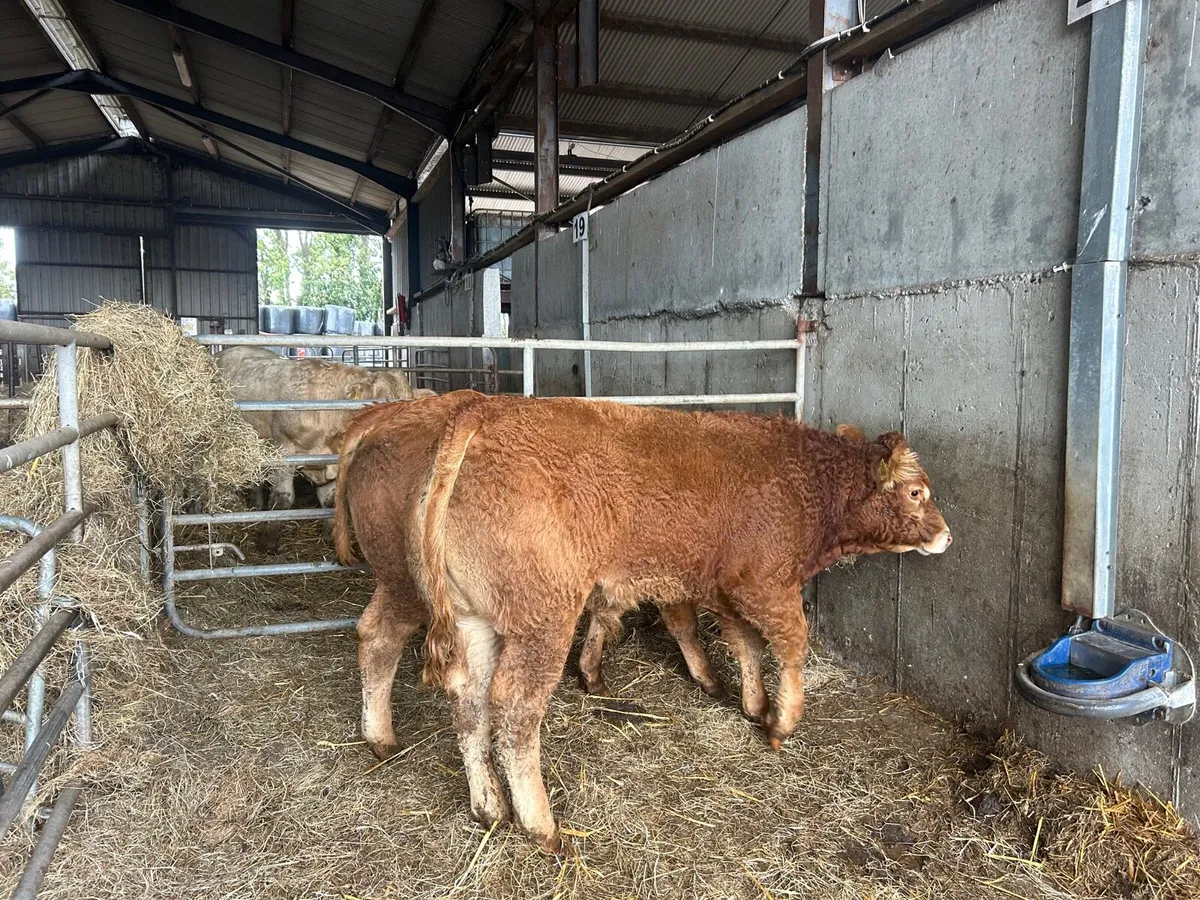 2 super 5 star limousin purebred bulls - Image 4