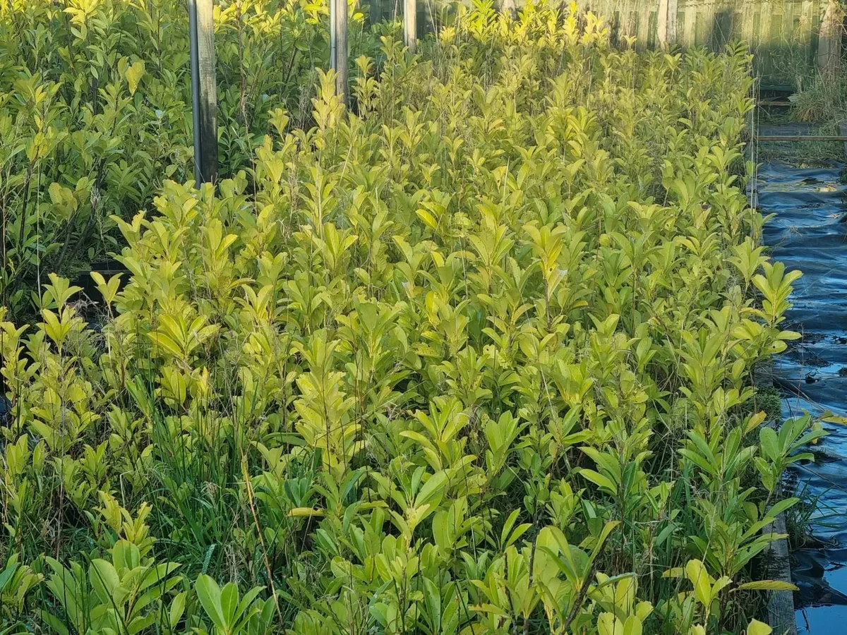 Quality Hedges - Laurel and Griselinia - Image 2