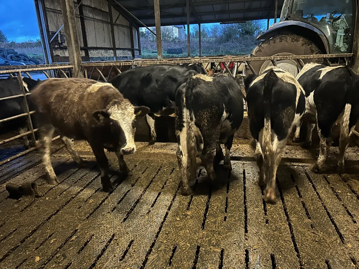 In calf Simmental heifers - Image 1