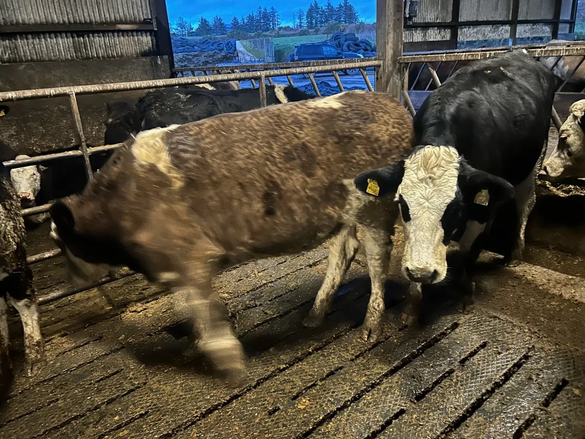 In calf Simmental heifers - Image 2