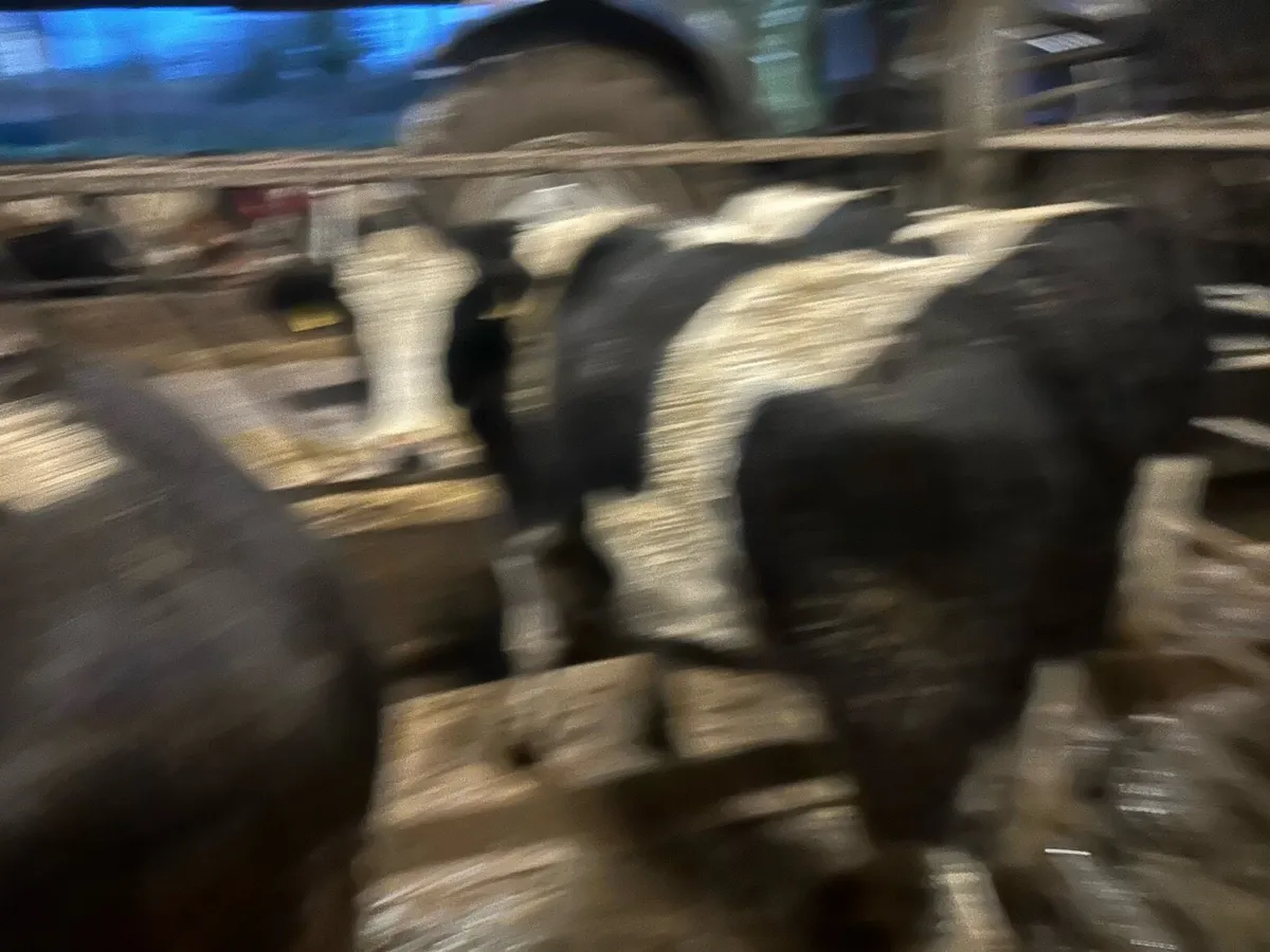 In calf Simmental heifers - Image 3