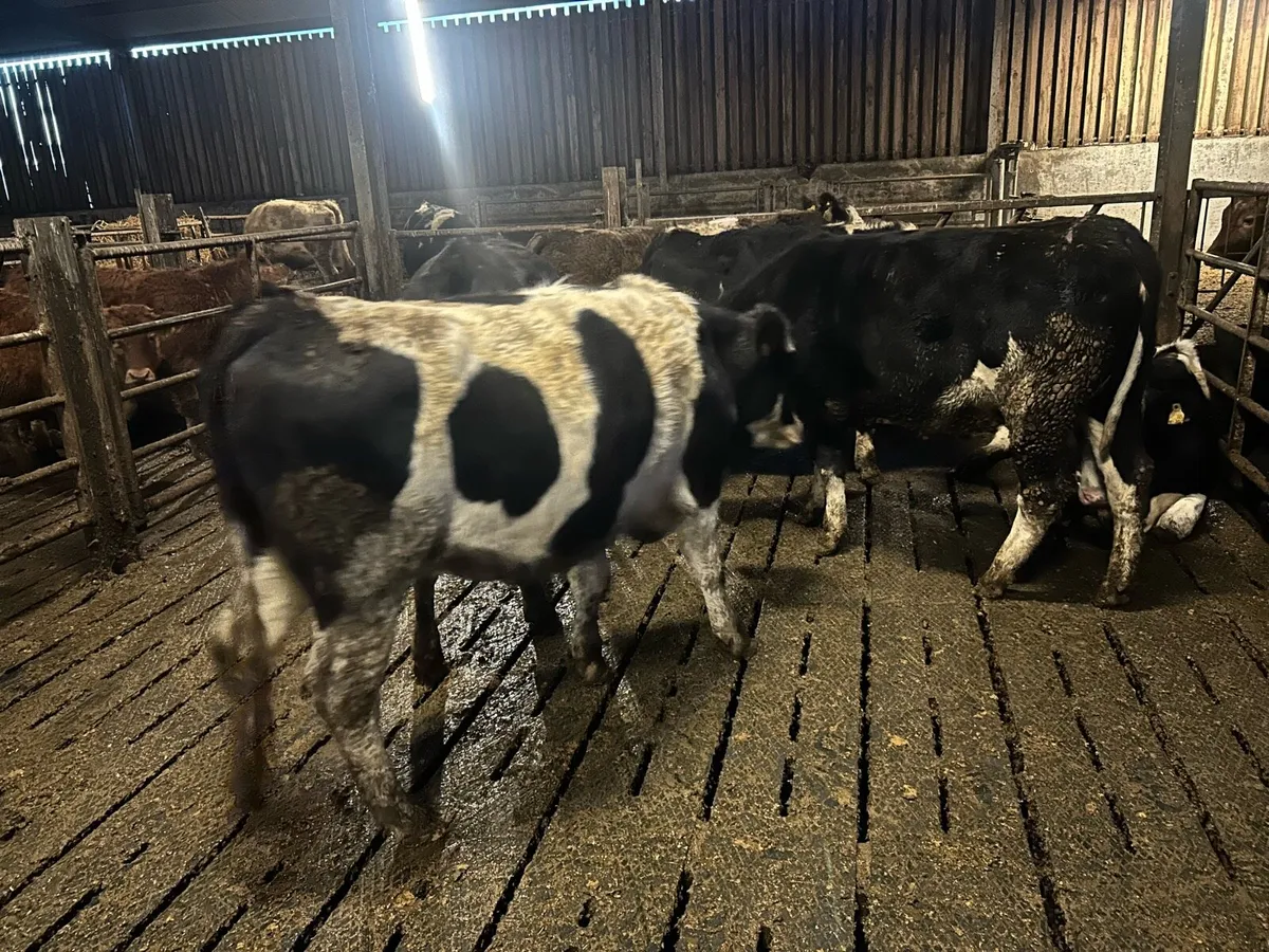 In calf Simmental heifers - Image 4