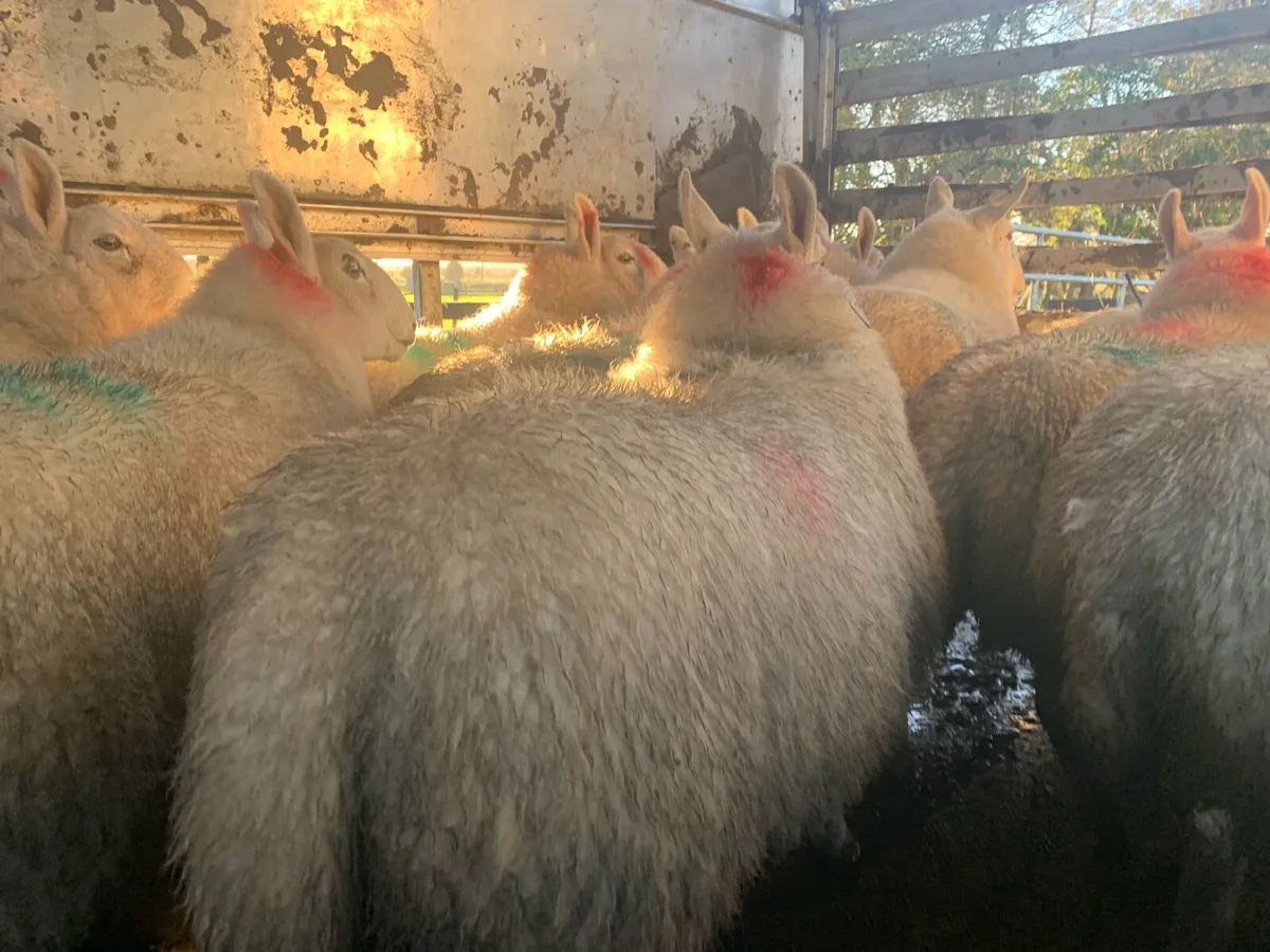 PB North County Cheviot Hoggets - Image 2