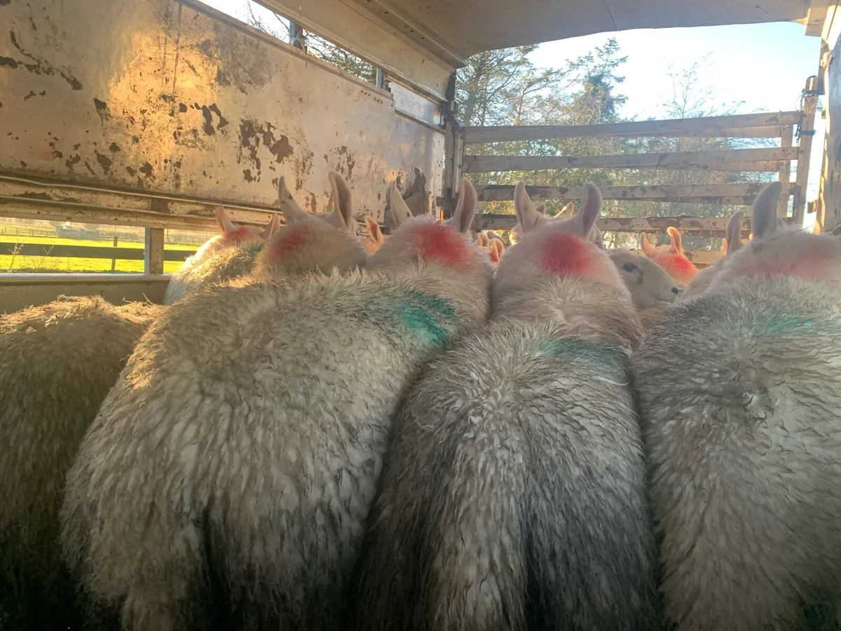 PB North County Cheviot Hoggets - Image 3