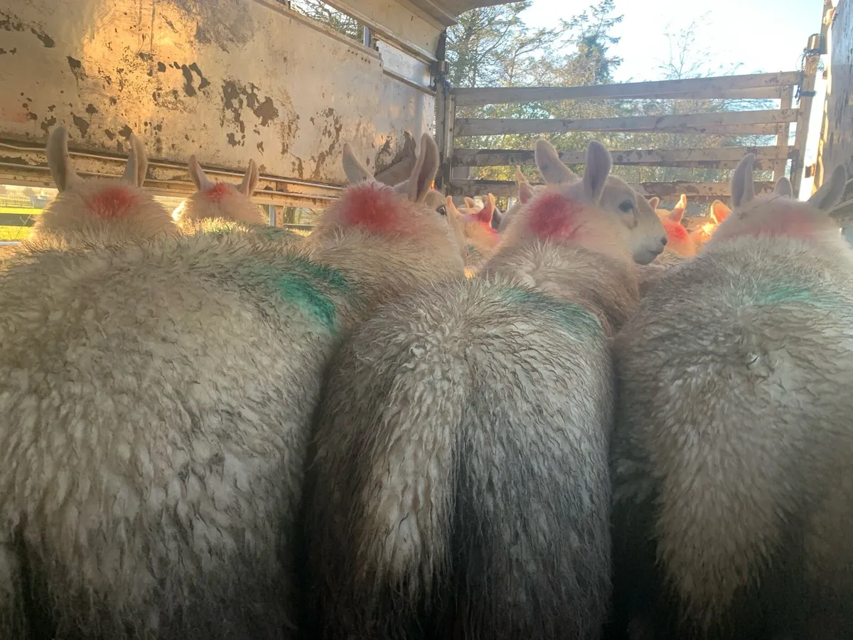 PB North County Cheviot Hoggets - Image 4