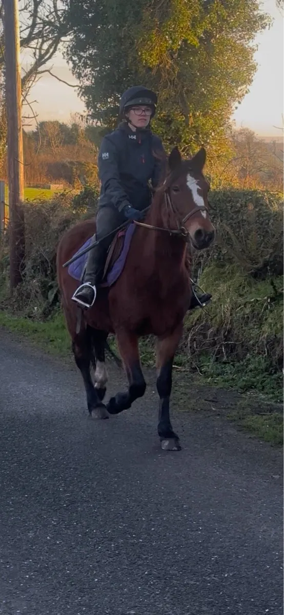 Classy Mare - Image 1