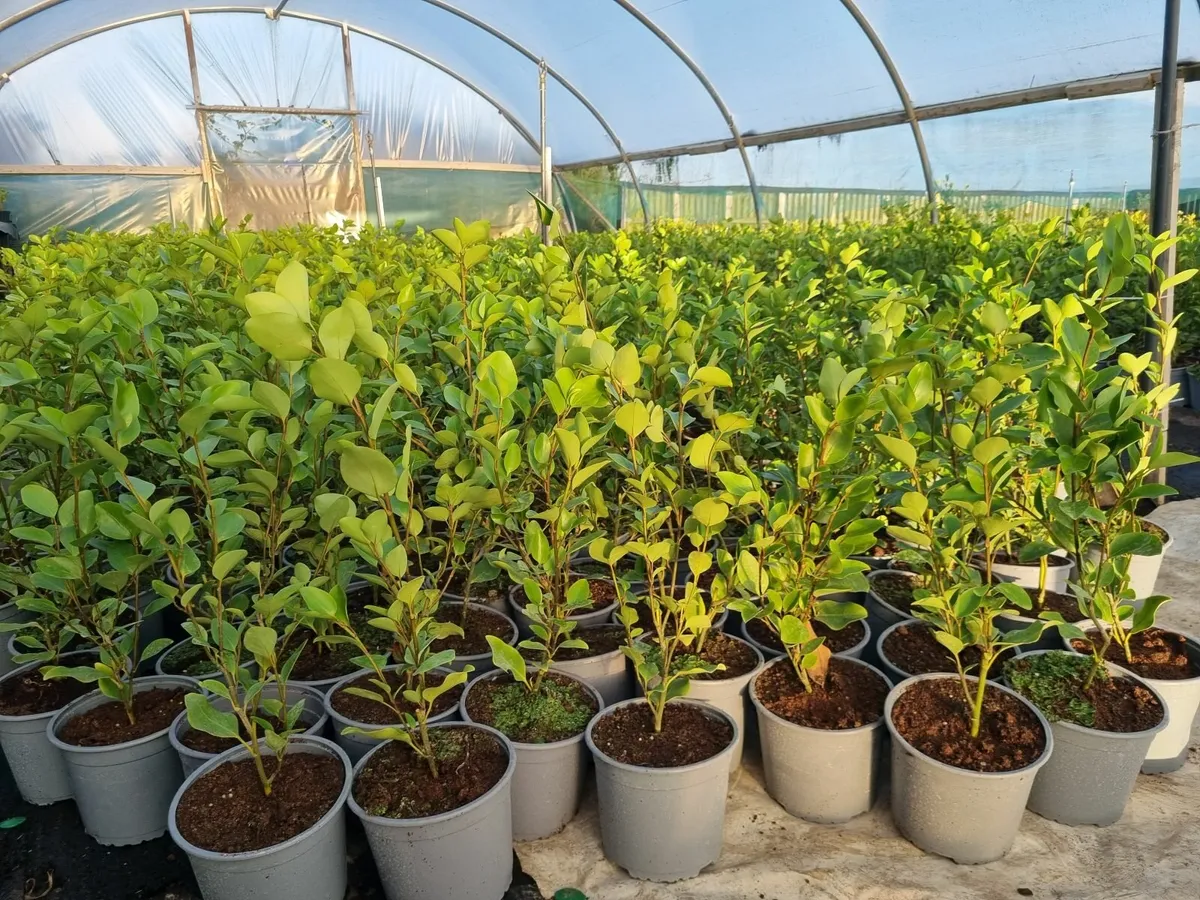 Quality Hedges - Laurel and Griselinia - Image 3