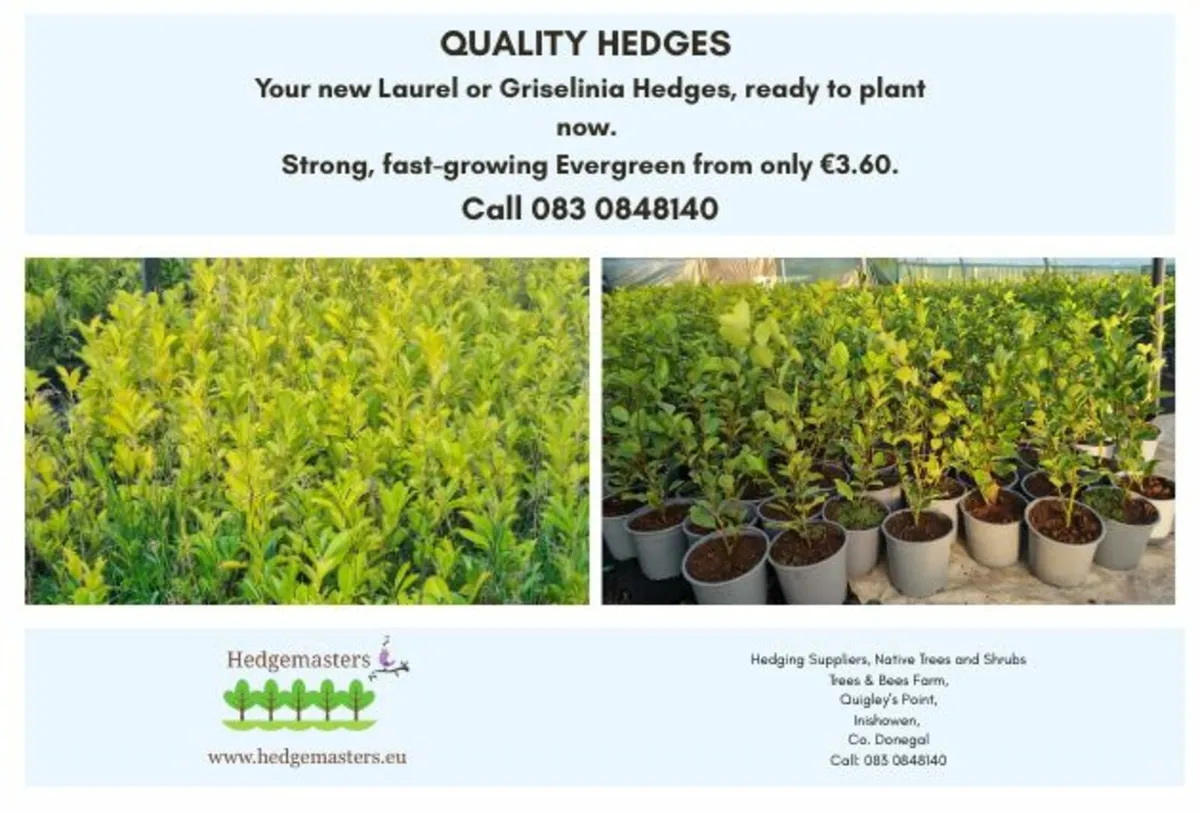 Quality Hedges - Laurel and Griselinia - Image 1