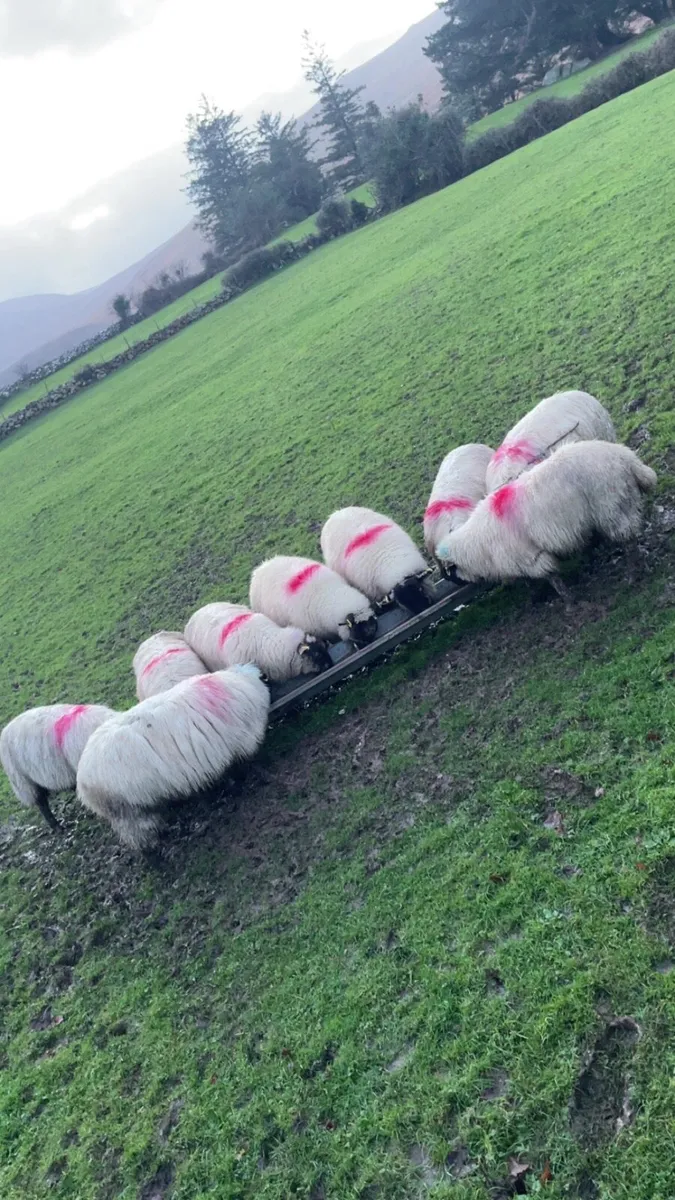 Suffolk ewe lambs - Image 1