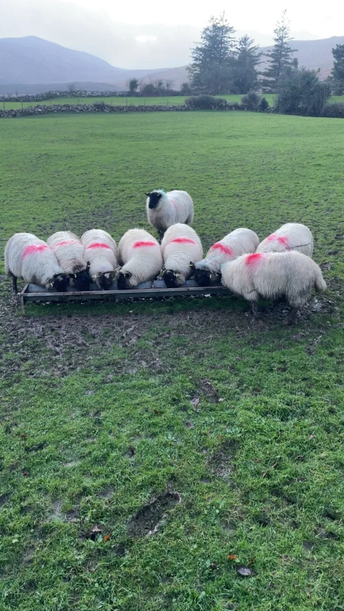 Suffolk ewe lambs - Image 2