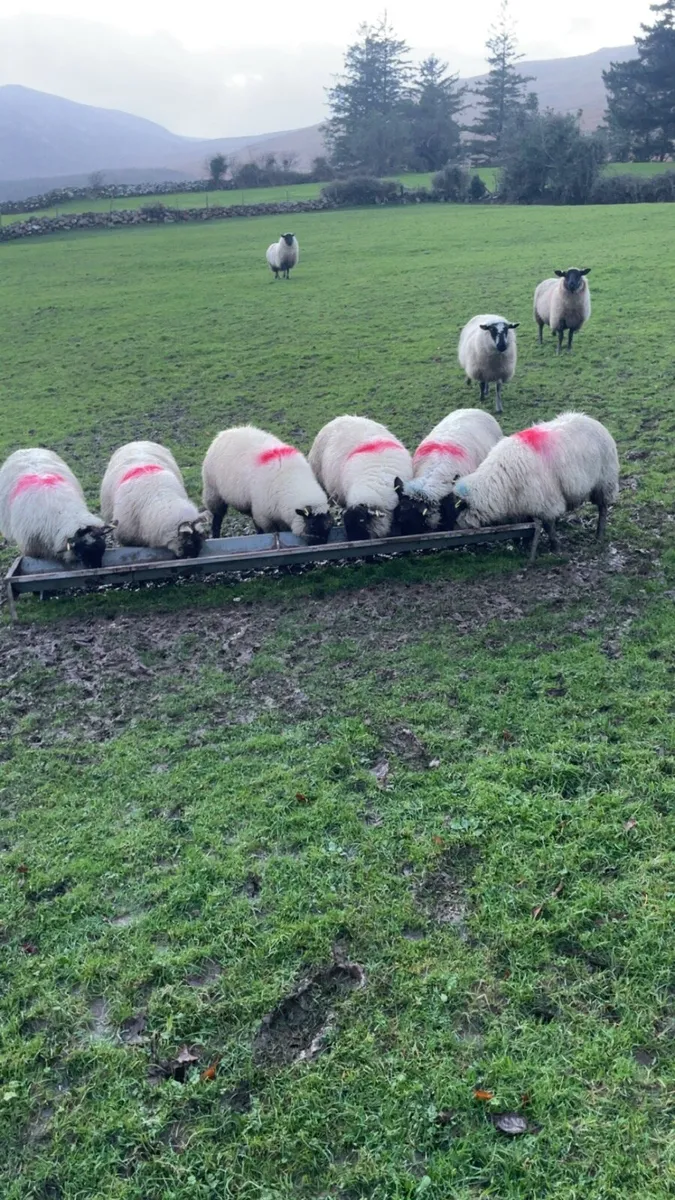 Suffolk ewe lambs - Image 3