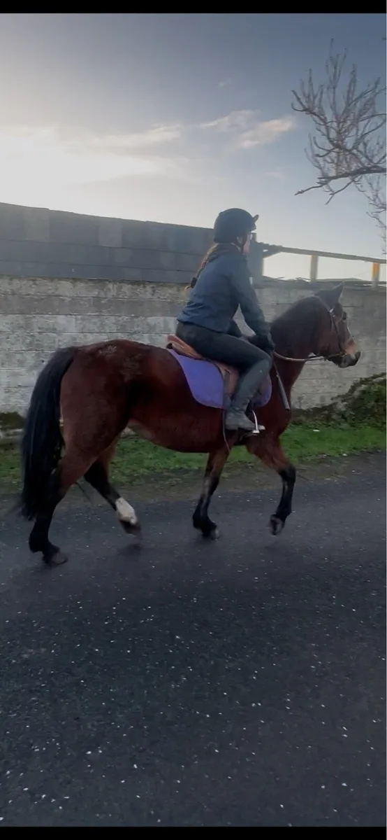 Classy Mare - Image 2