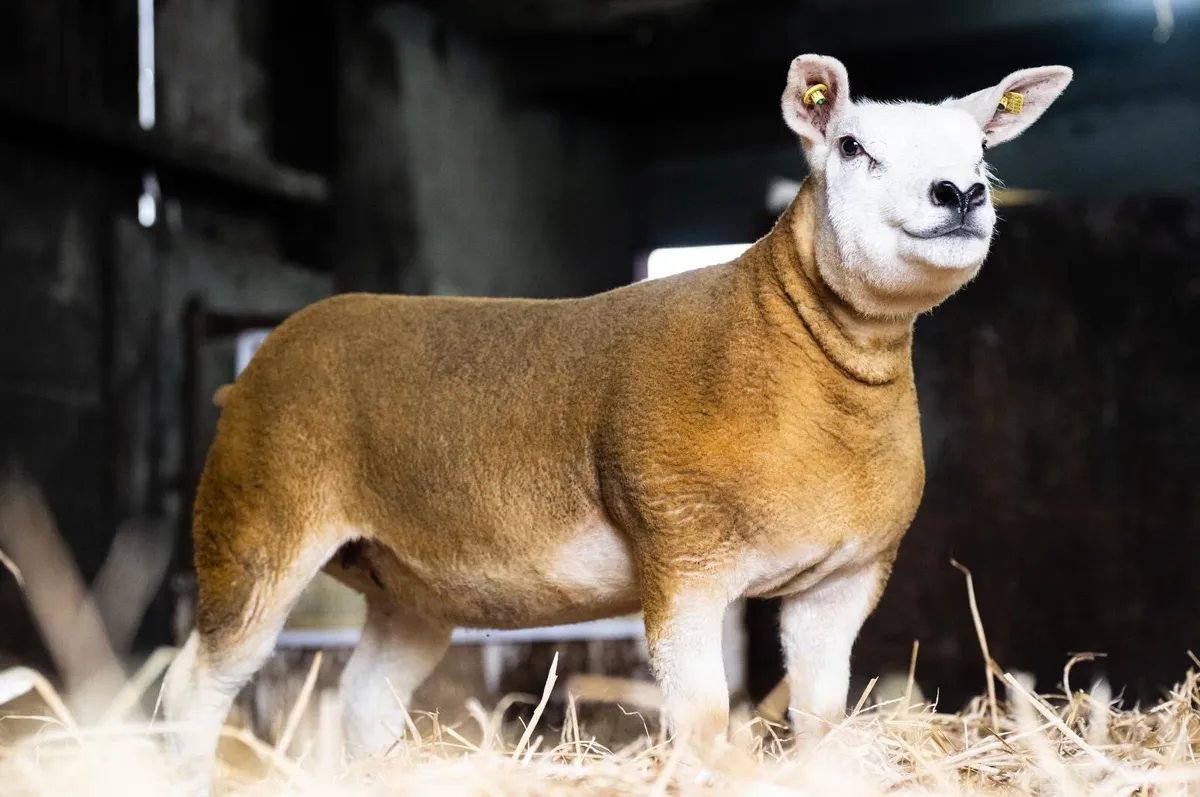 ⭐️ PEDIGREE TEXEL EWE LAMB ⭐️ - Image 1