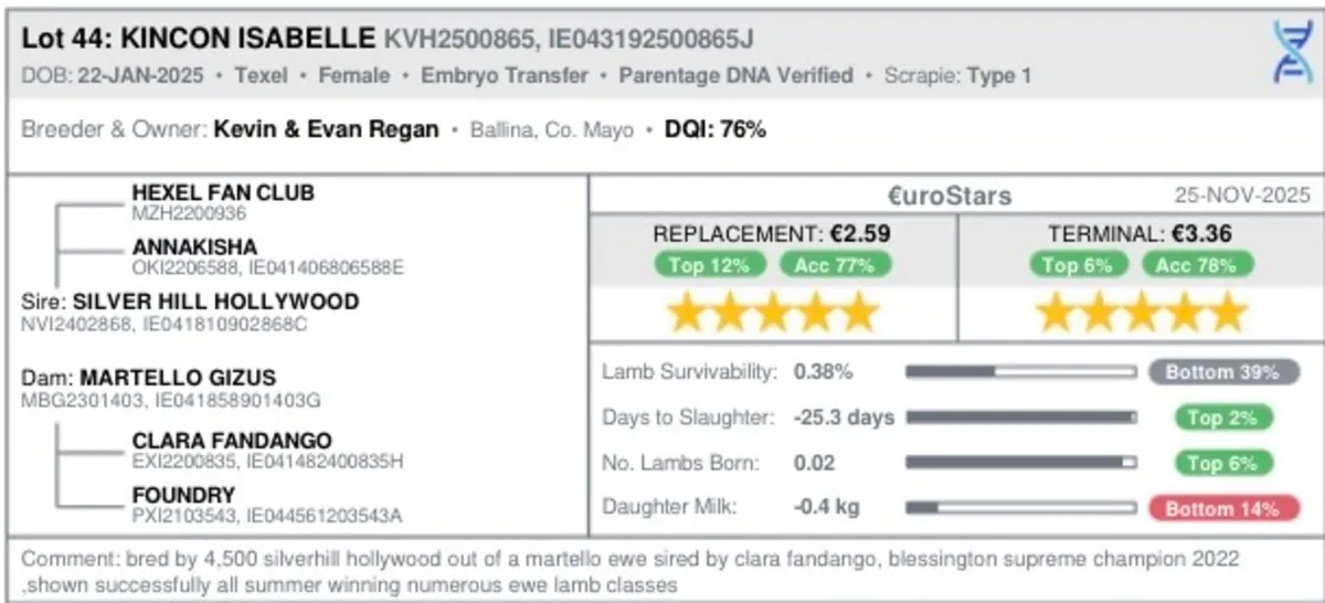 ⭐️ PEDIGREE TEXEL EWE LAMB ⭐️ - Image 3