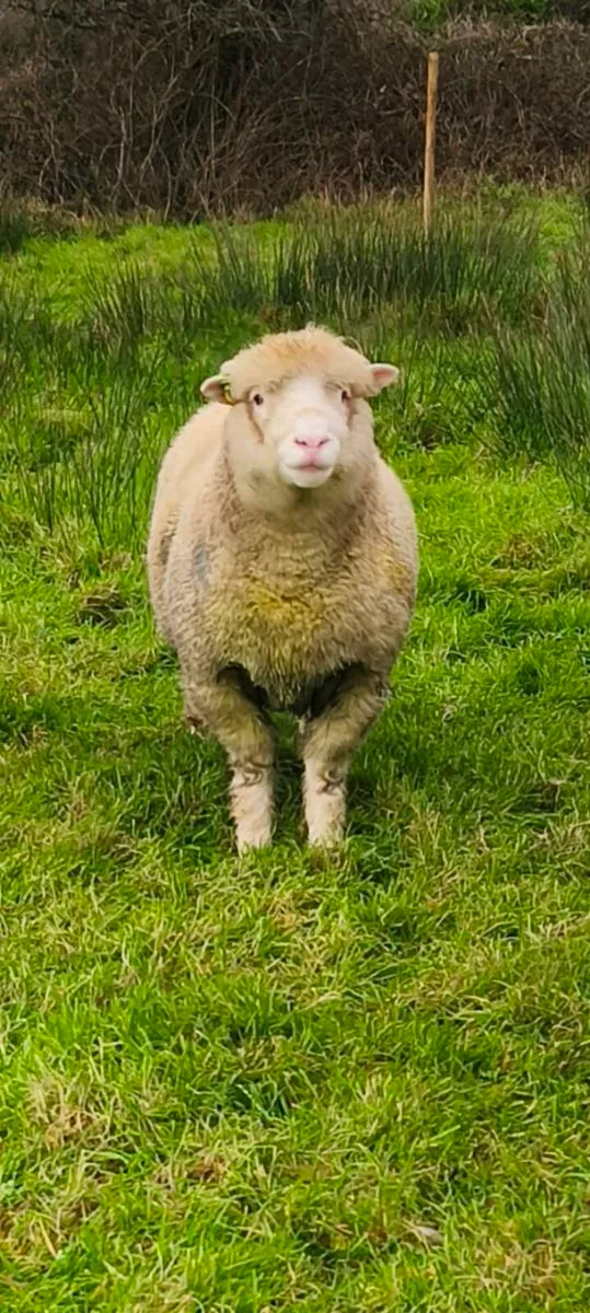 Dorset ram - Image 1