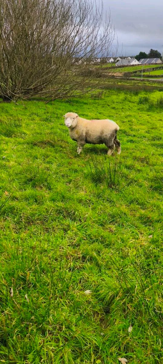 Dorset ram - Image 2