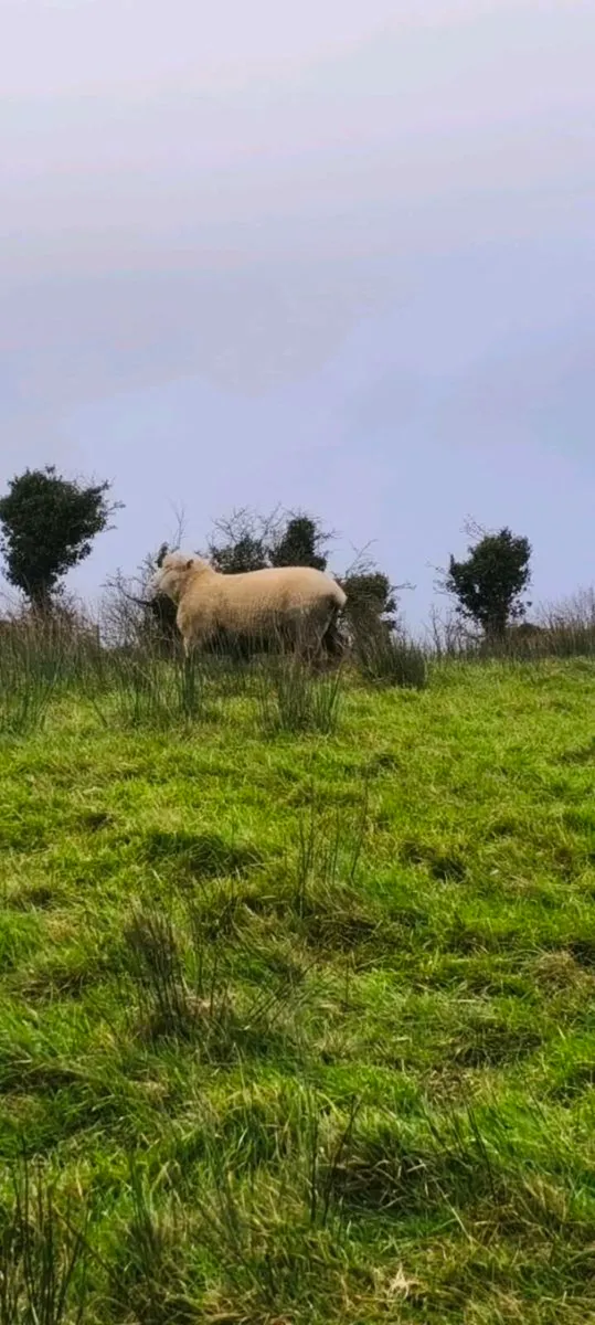 Dorset ram - Image 3