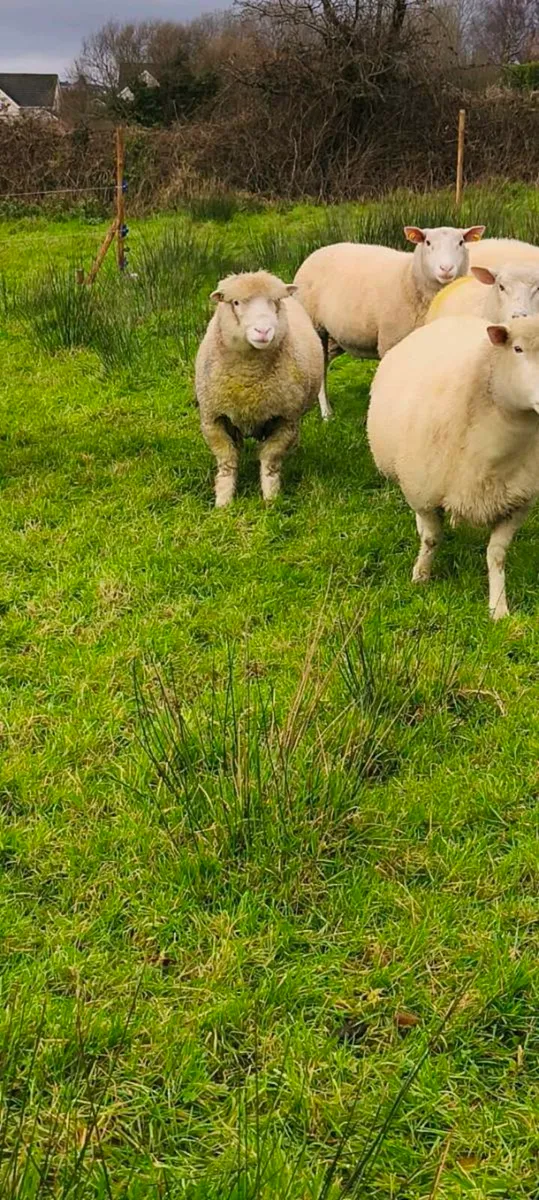 Dorset ram - Image 4