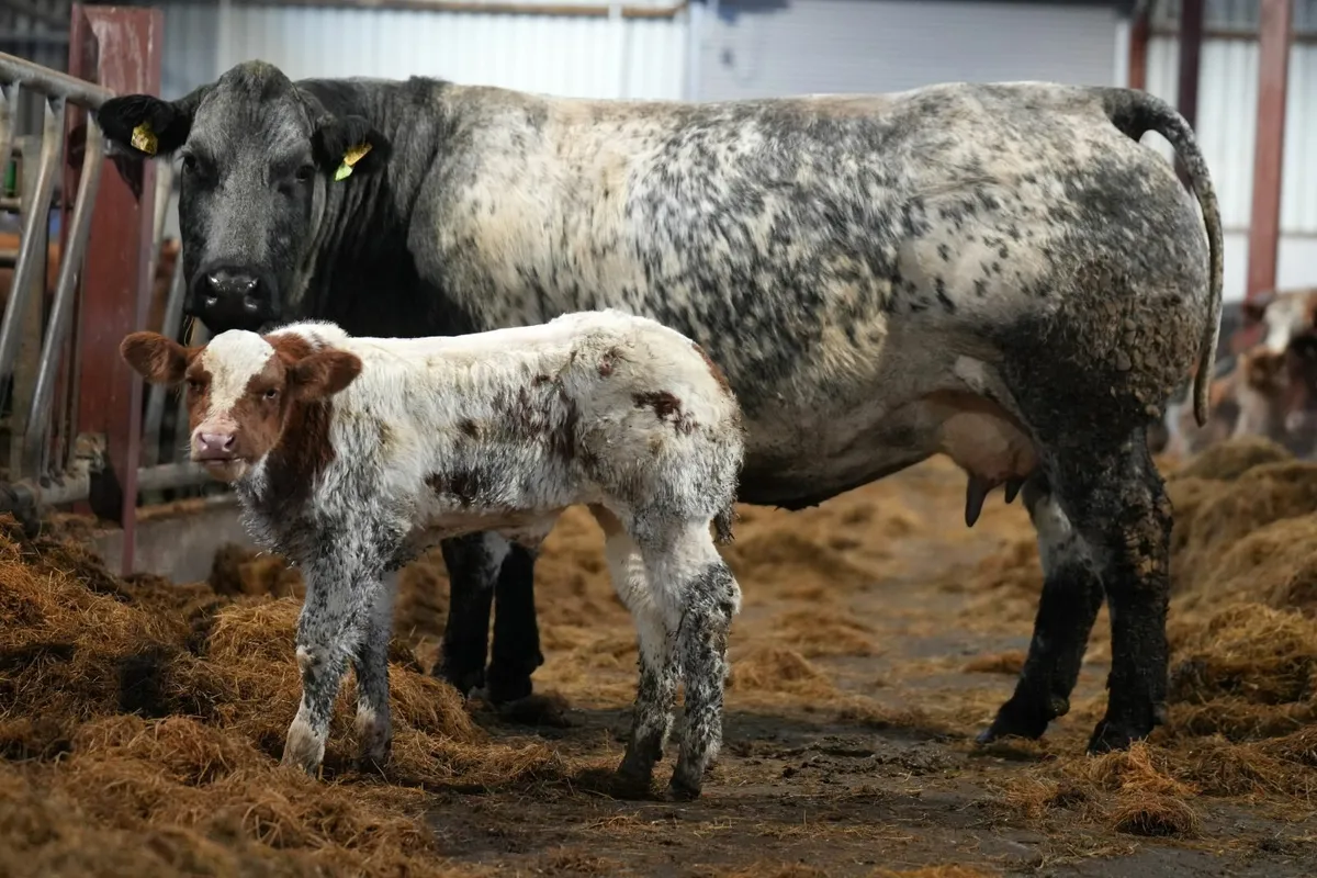 🌟 2 Show Stopper Outfits 🌟 - Image 3