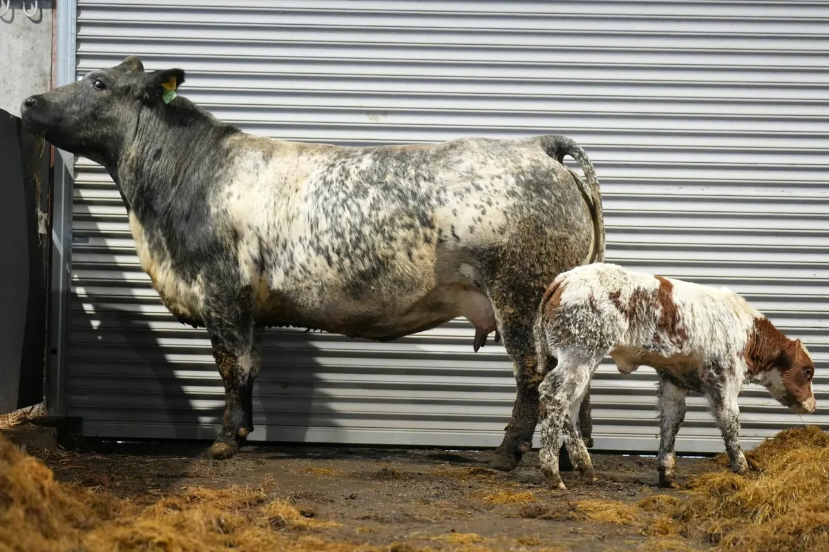 🌟 2 Show Stopper Outfits 🌟 - Image 2