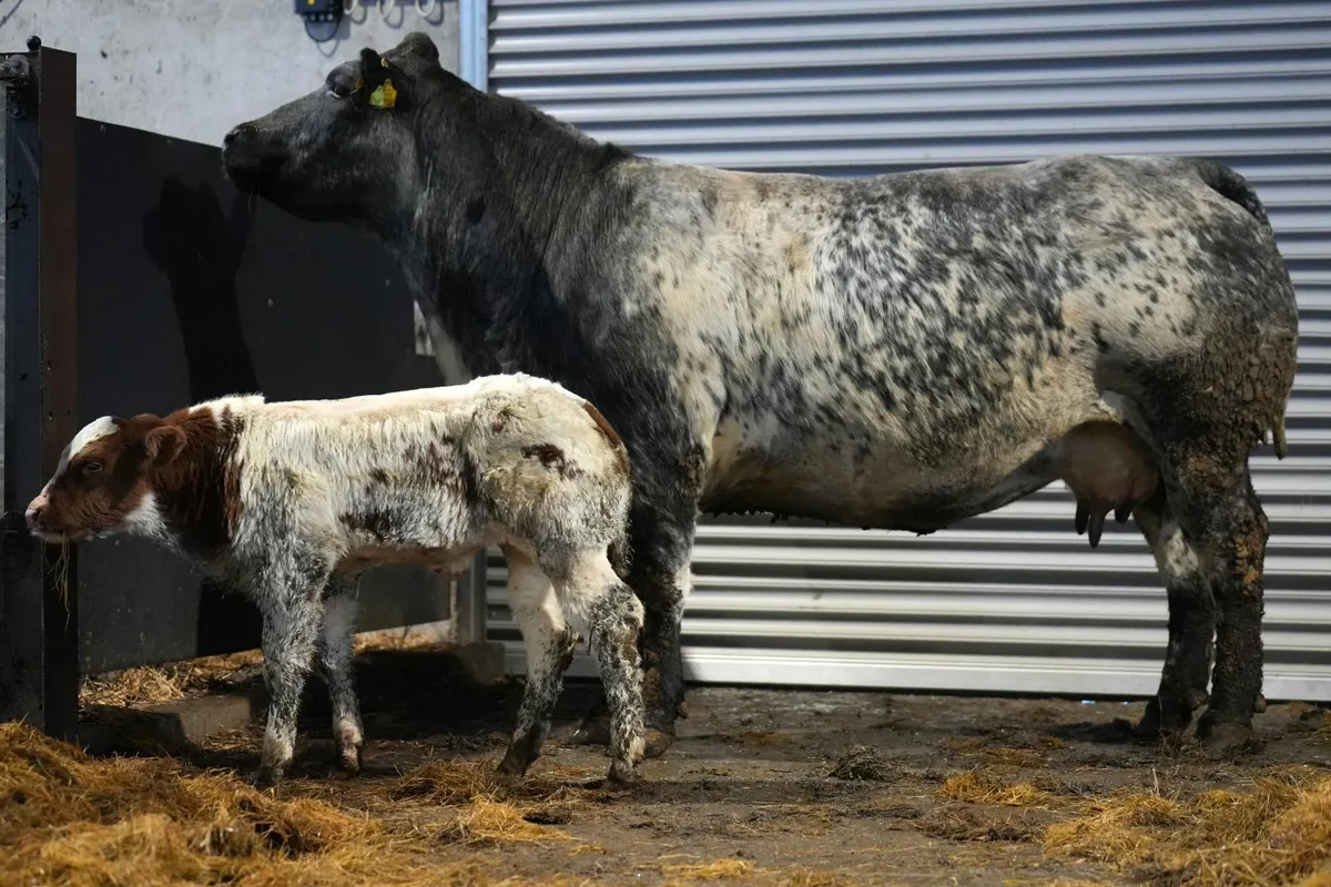 🌟 2 Show Stopper Outfits 🌟 - Image 4