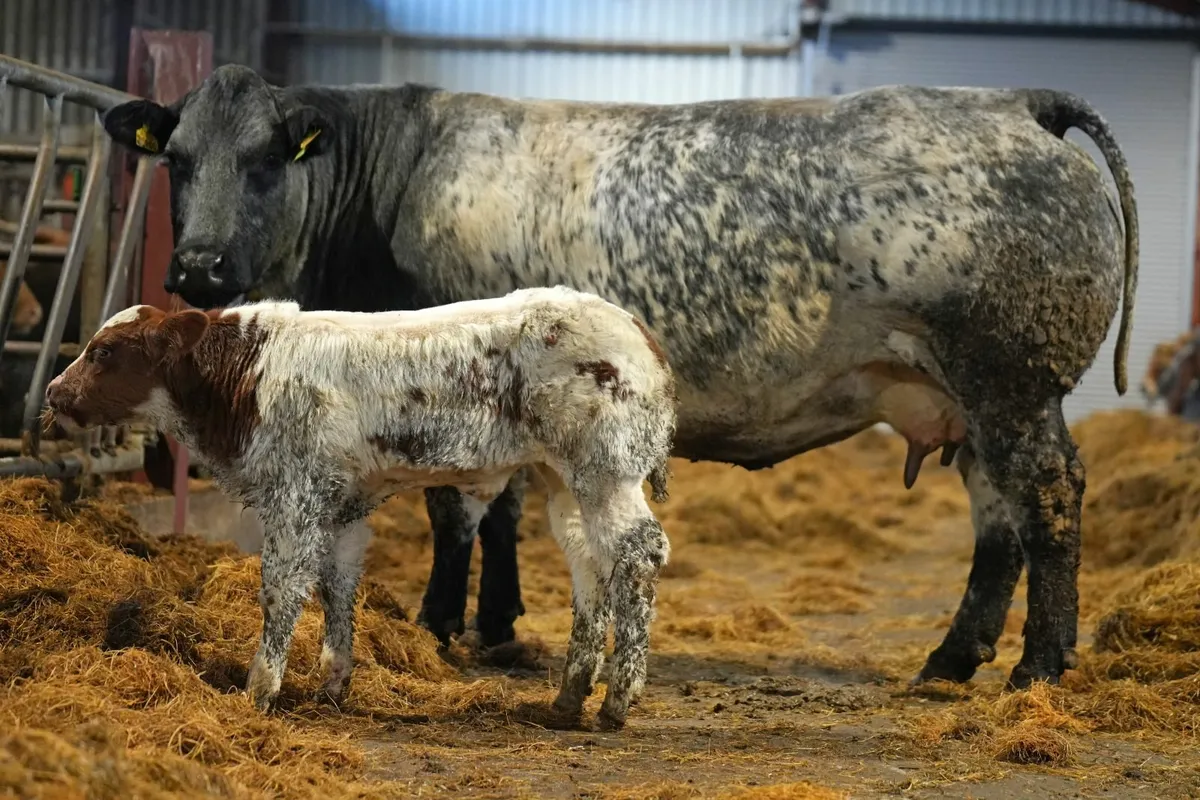 🌟 2 Show Stopper Outfits 🌟 - Image 1