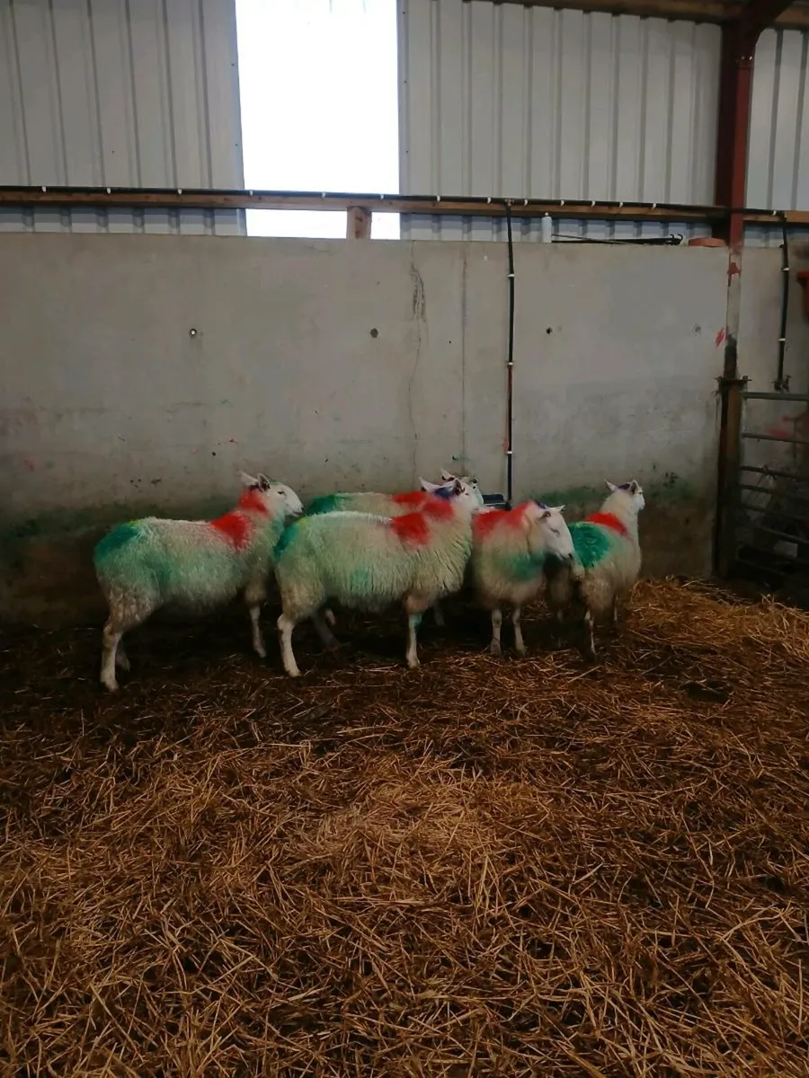 Cheviot Ewes - Image 1