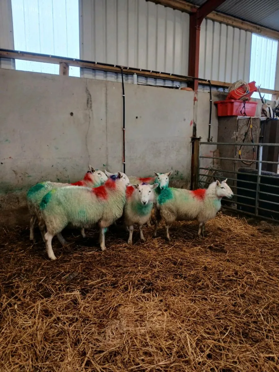 Cheviot Ewes - Image 2