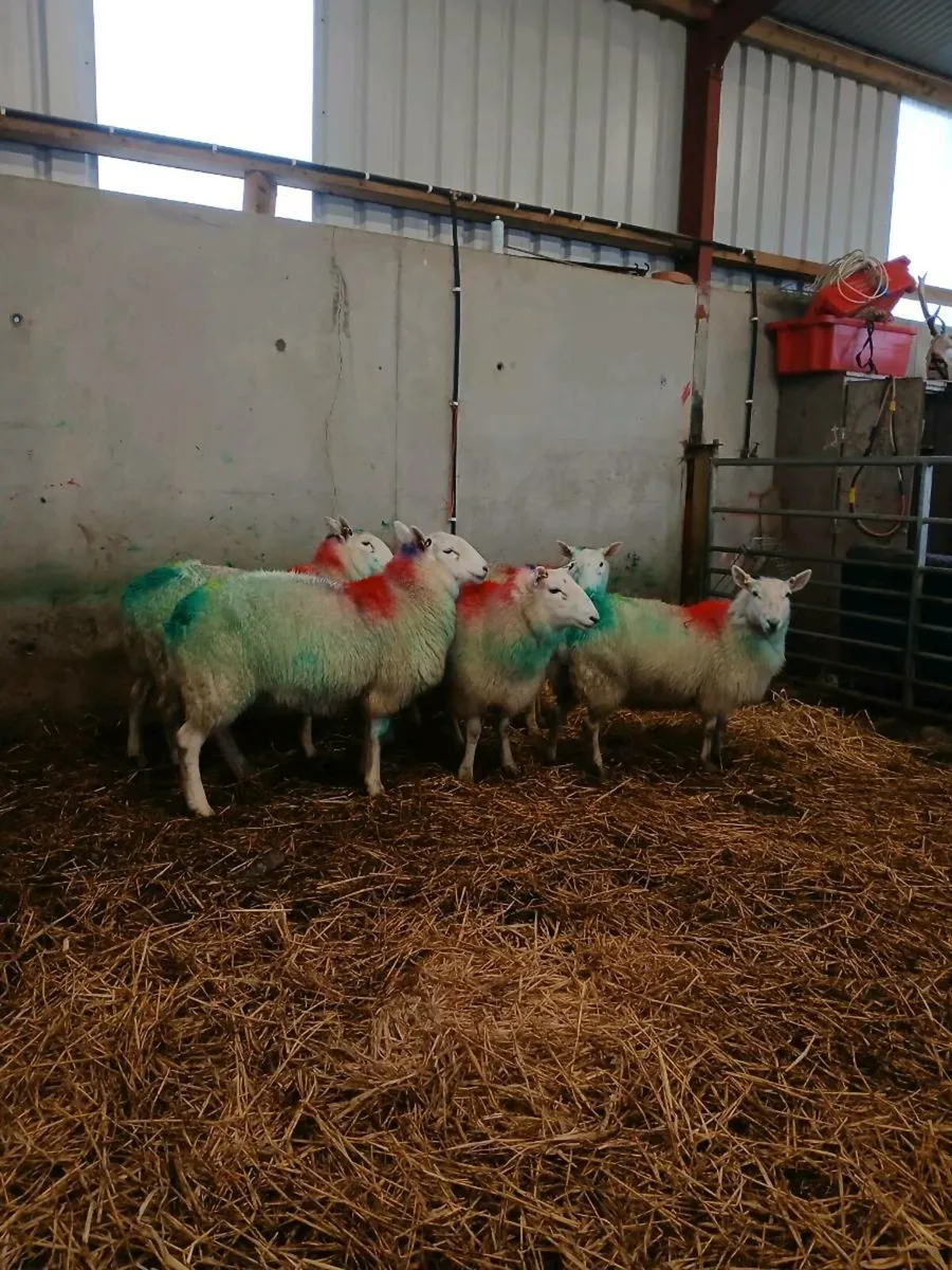 Cheviot Ewes - Image 3