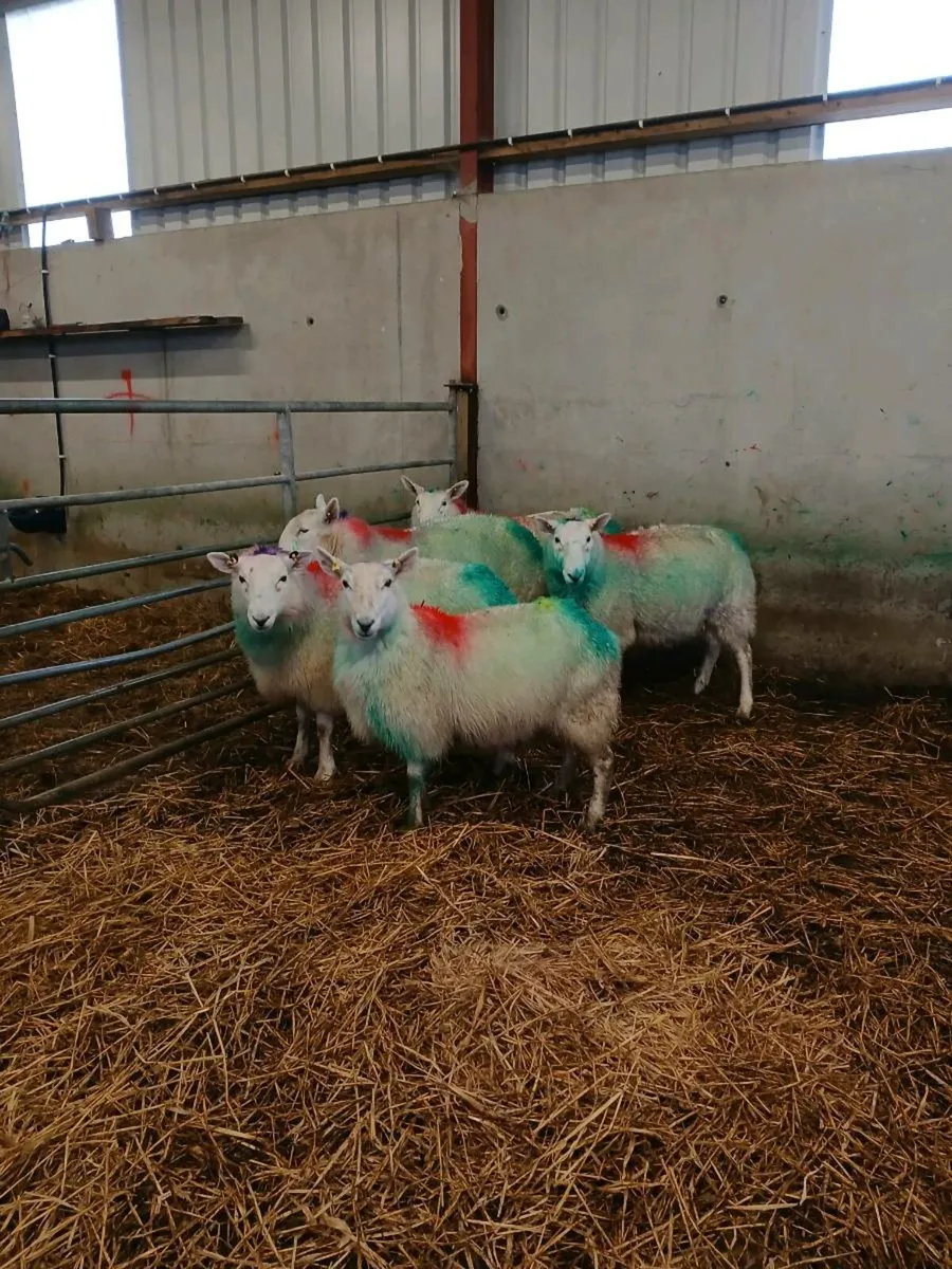 Cheviot Ewes - Image 4