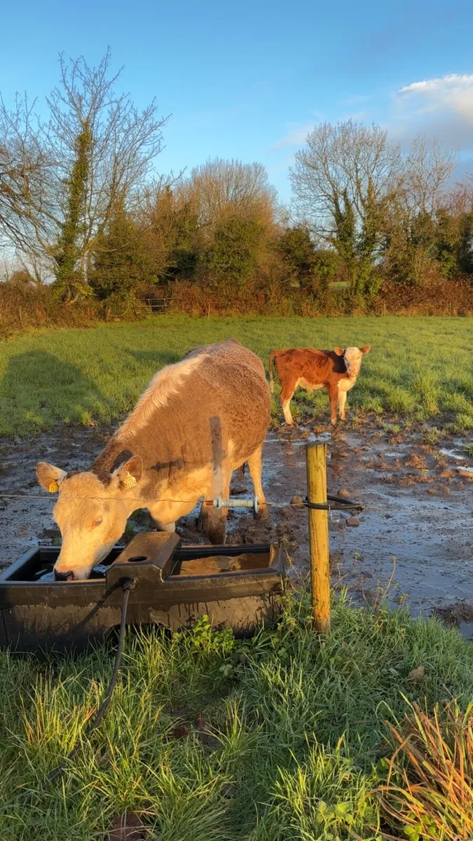 Farm to rent wanted.