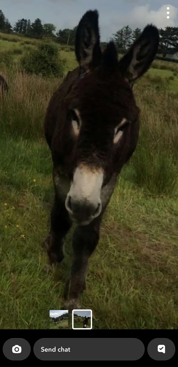 Male donkey - Image 1