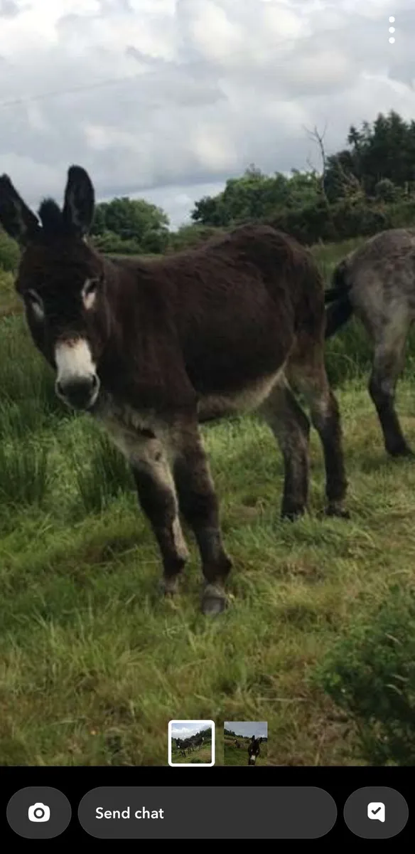 Male donkey - Image 2