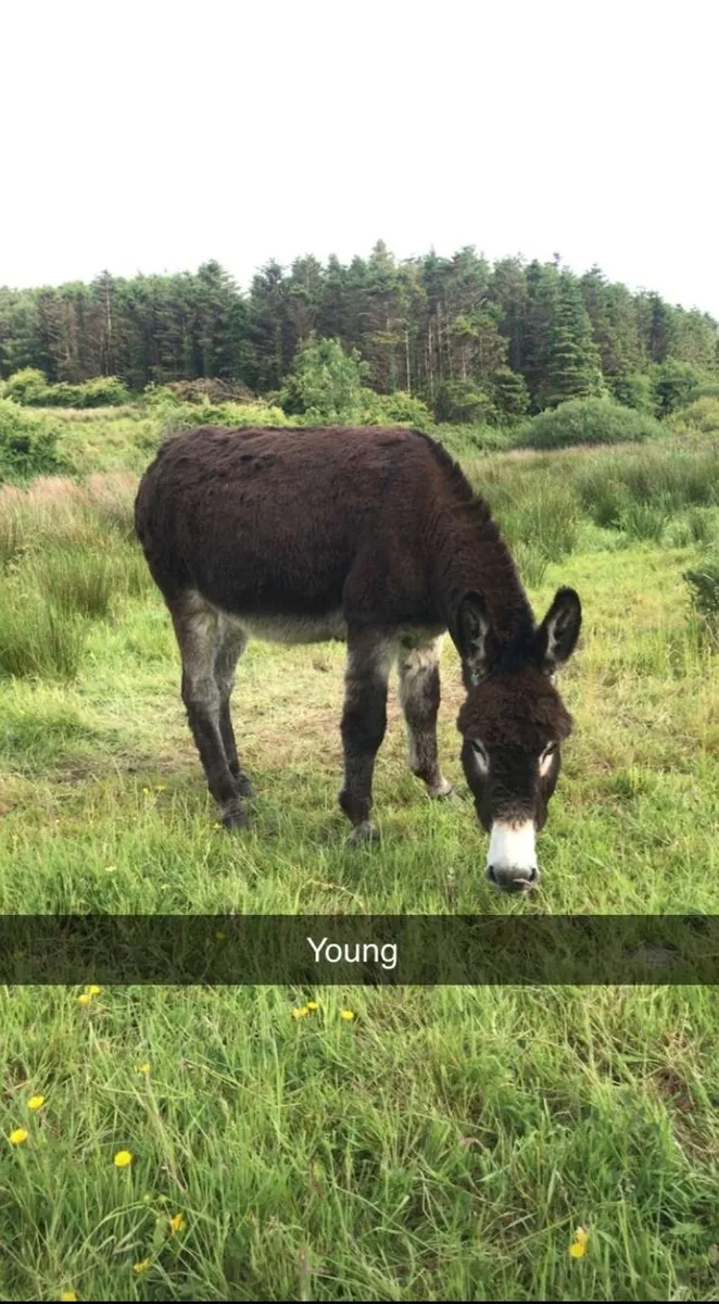 Male donkey - Image 3