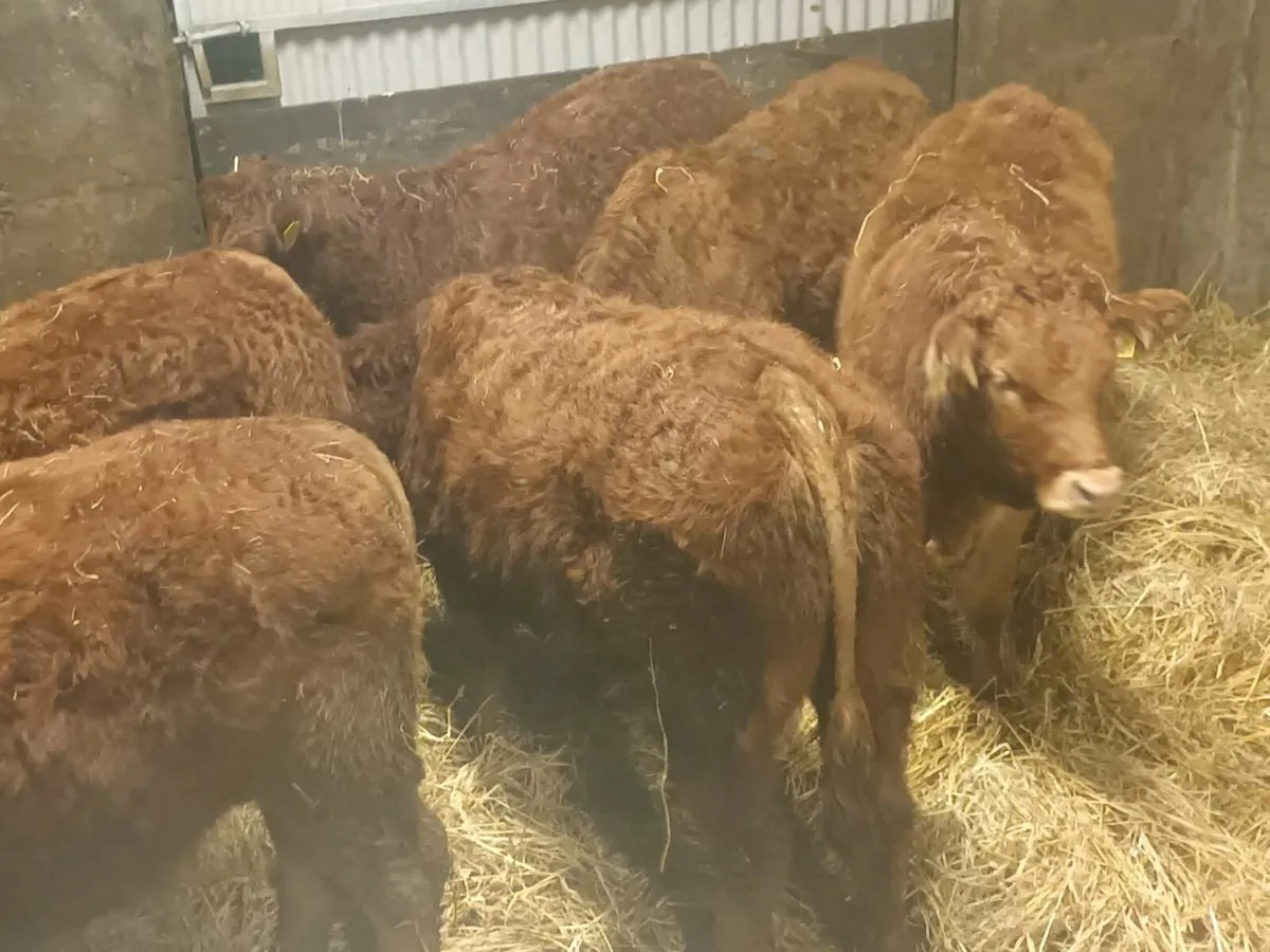 6 smashing LMX  Heifer's for sale - Image 2