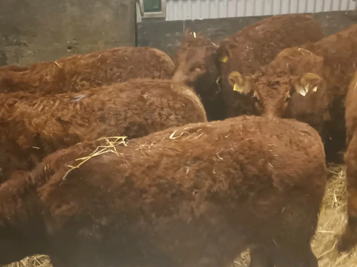 6 smashing LMX  Heifer's for sale - Image 3
