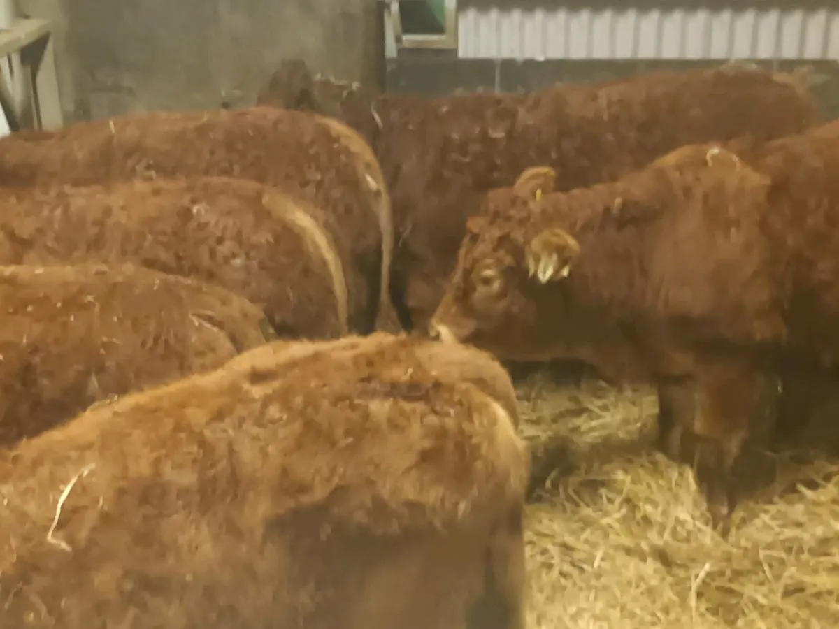 6 smashing LMX  Heifer's for sale - Image 4