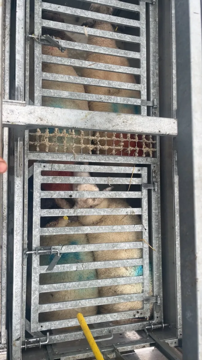 Sheep tub dipping - Image 3