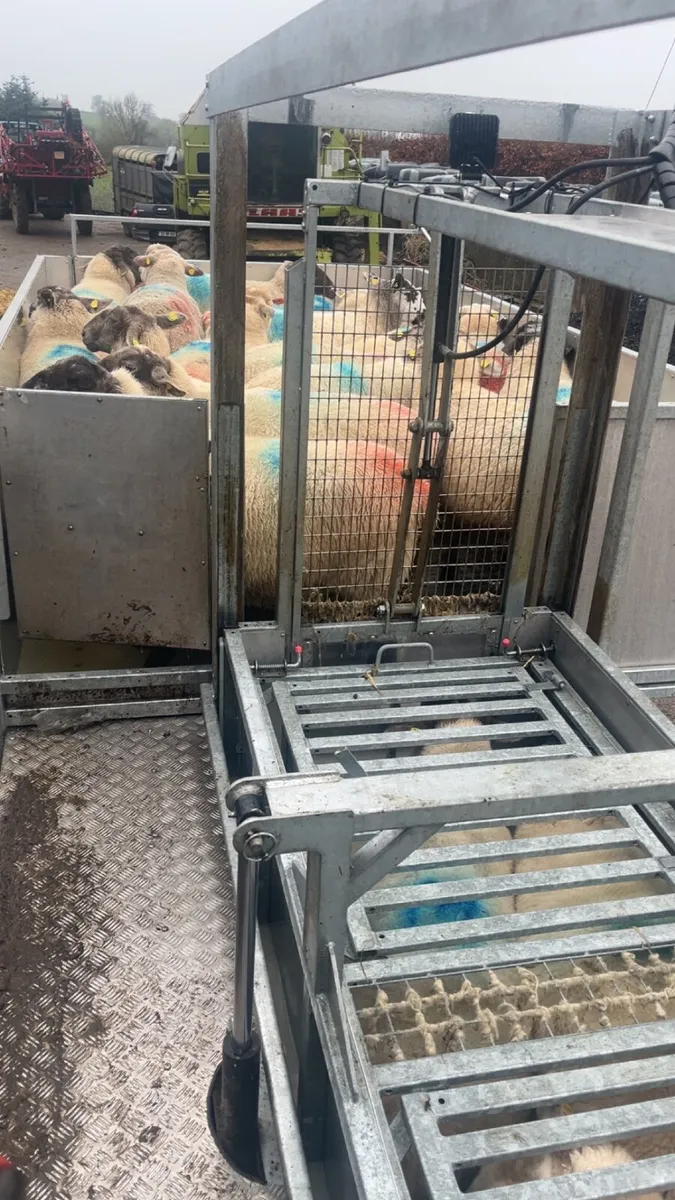 Sheep tub dipping - Image 4