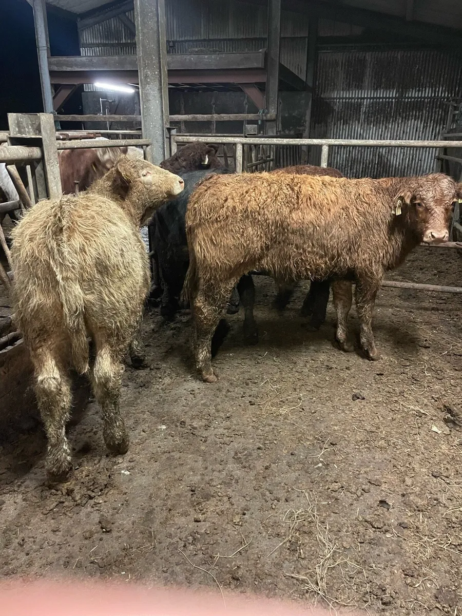 4 super bull/bullock Weanlings Charolais/limousine - Image 1